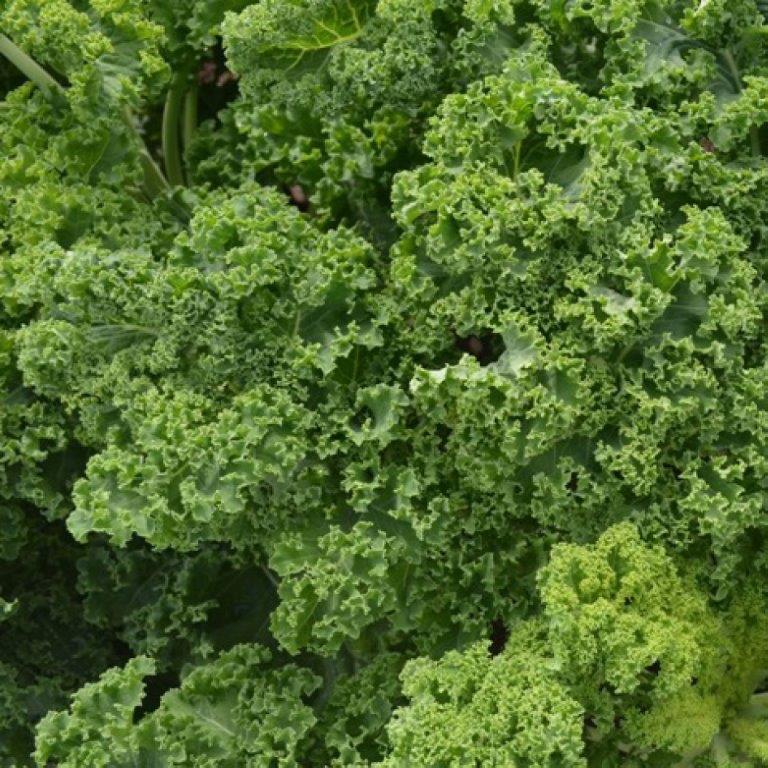 Cracking kale - The Plant Market