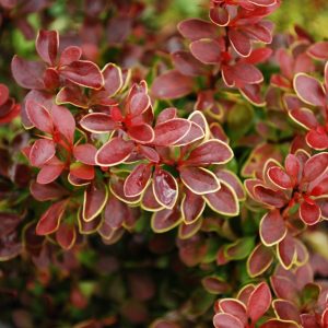 Autumn planter masterclass