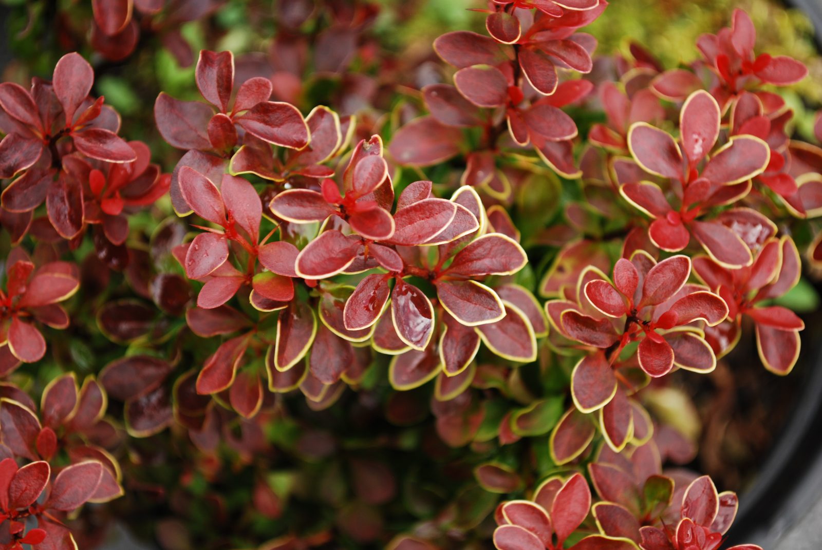Autumn planter masterclass