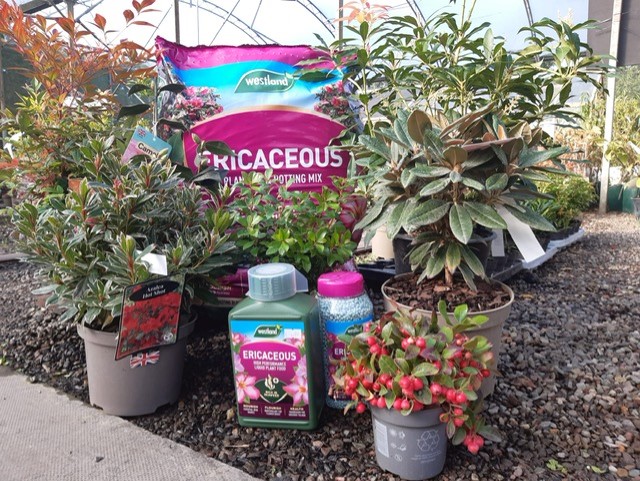 GETTING IT RIGHT FOR ERICACEOUS PLANTS - The Plant Market